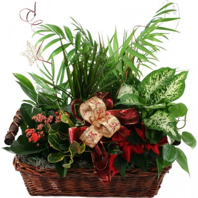 Bouquet de Noël Plantes Holiday Planter