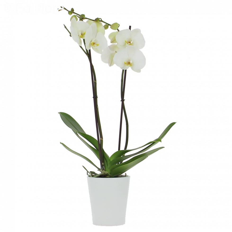 Plante Orchidée phalaenopsis 2 tiges - Fleuriste la Diva à Laval